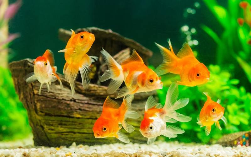 Aquarium